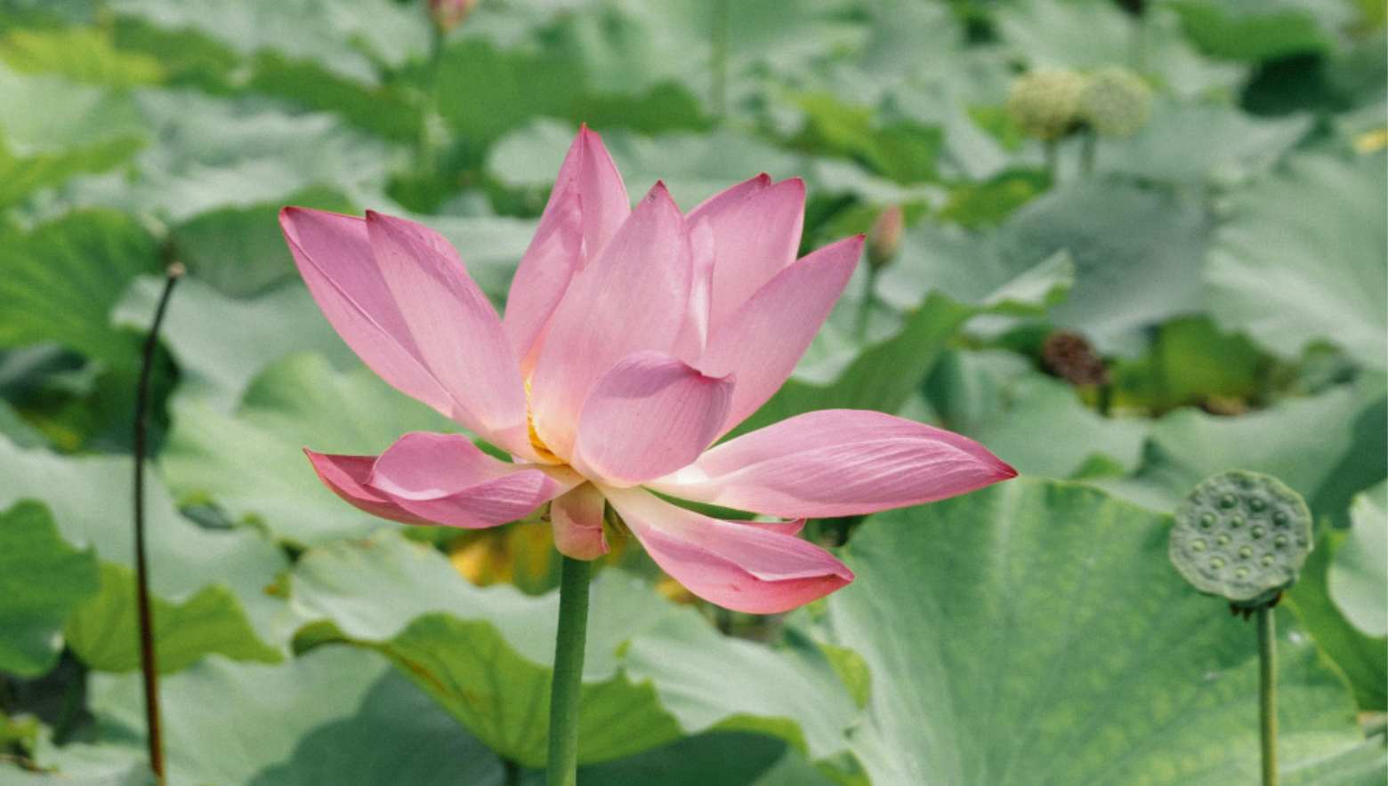 太乙神数